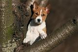 BASENJI 237